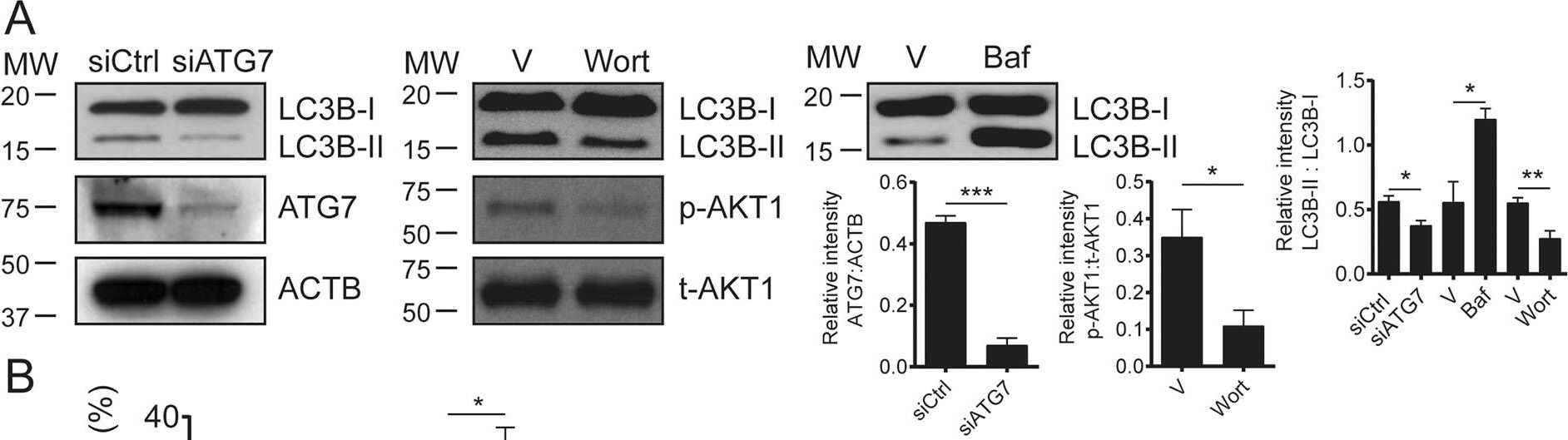Detection of Human ATG7 by Western Blot