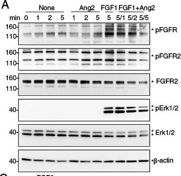 Detection of FGFR2 (IIIb) by Western Blot