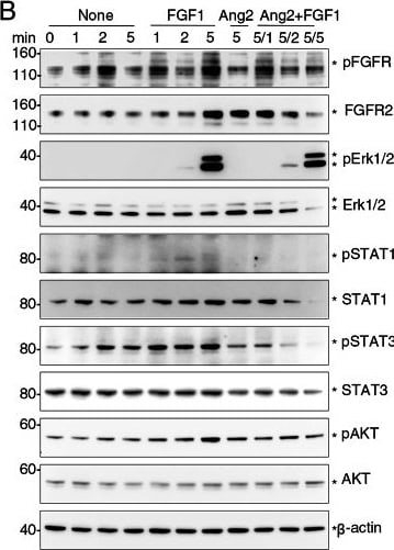 Detection of FGFR2 (IIIb) by Western Blot