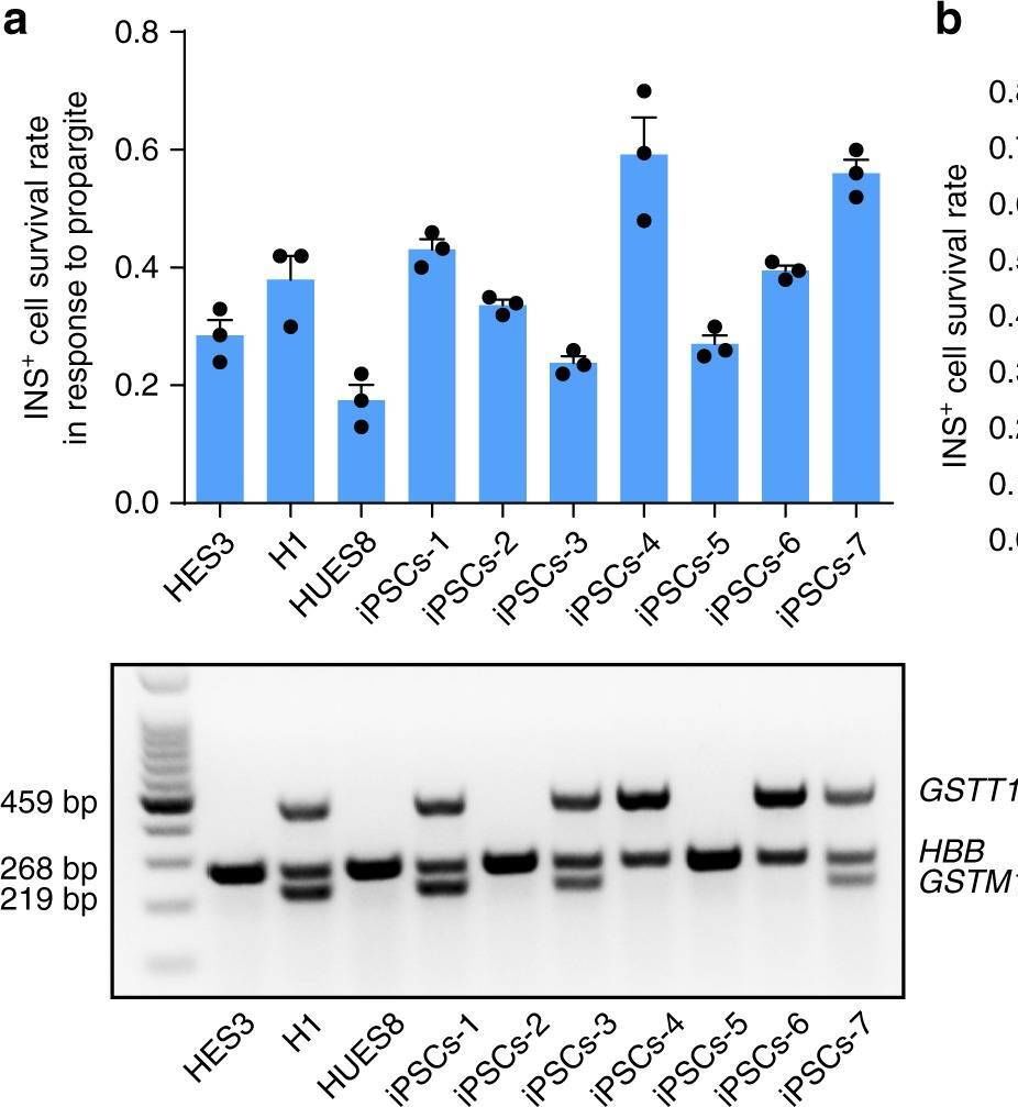Human Glutathione S‑Transferase mu 1/GSTM1 Antibody MAB6894: R&D Systems