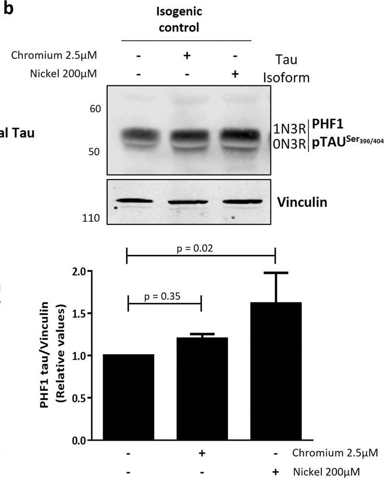 Detection of Human Vinculin by Western Blot