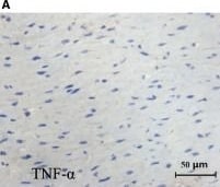Detection of Porcine TNF-alpha by Immunohistochemistry-Paraffin