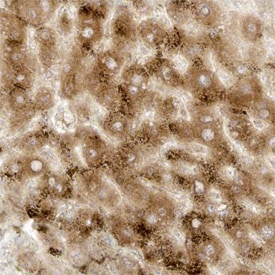 Stathmin-2/STMN2 antibody in Human Liver by Immunohistochemistry (IHC-P).