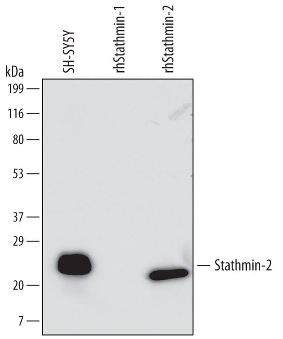 Detection of Human Stathmin-2/STMN2 antibody by Western Blot.