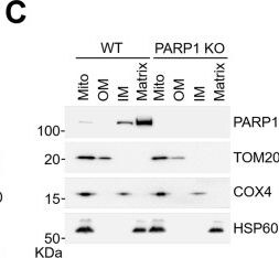 Detection of COX4 by Western Blot