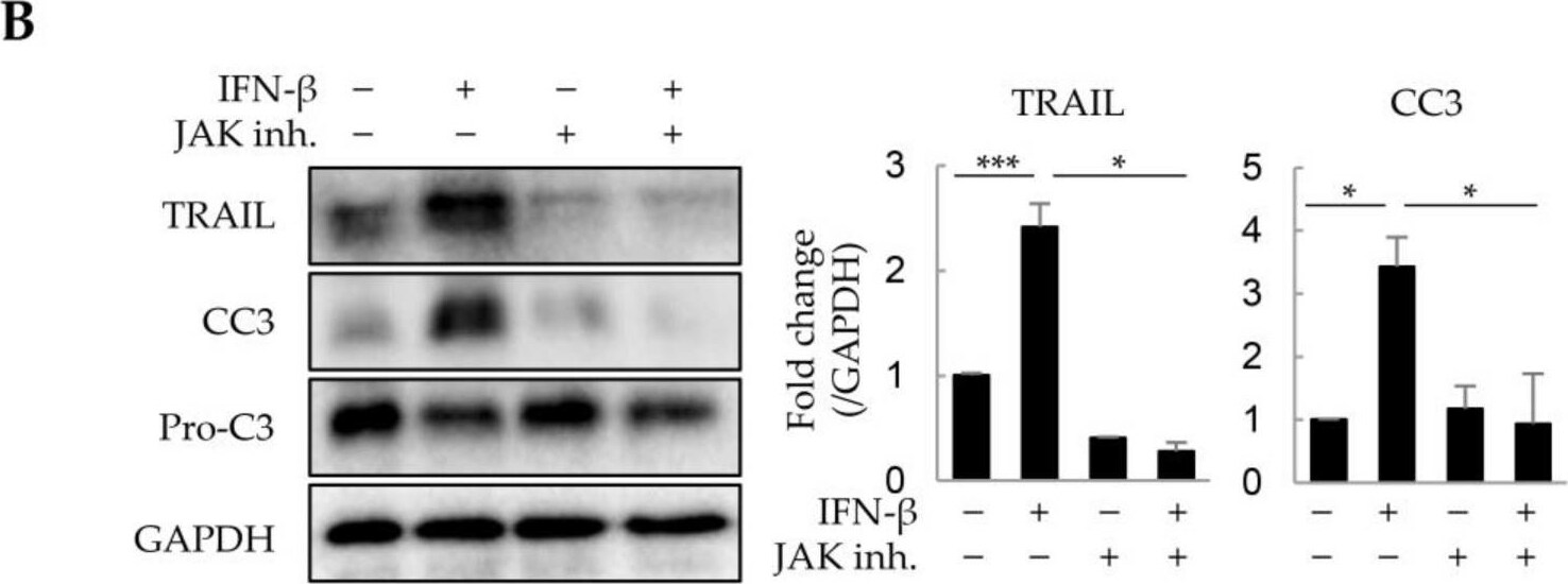 Detection of Caspase-3 by Western Blot