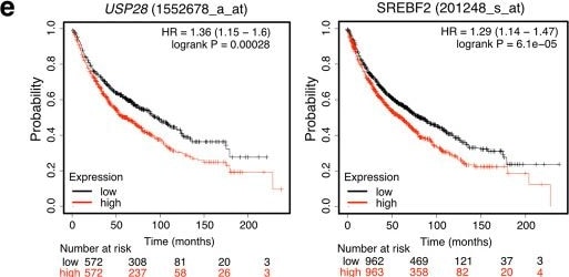 Detection of SREBP2 by Flow Cytometry