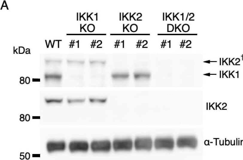 Detection of IKK beta  by Western Blot