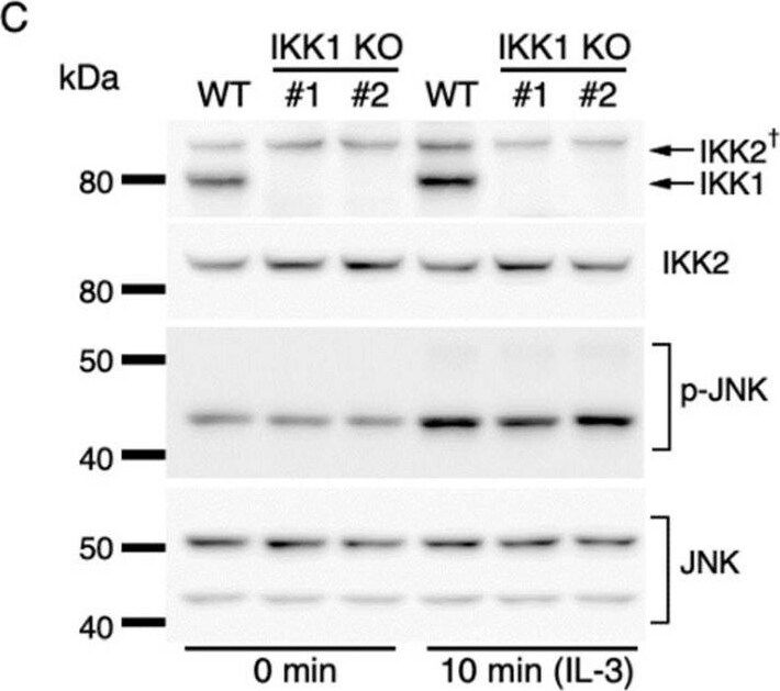 Detection of IKK beta  by Western Blot