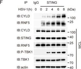 Detection of Mouse STING/TMEM173 by Western Blot