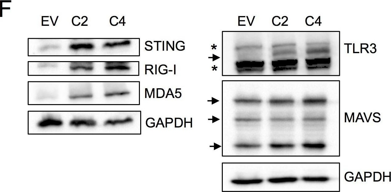 Detection of Human STING/TMEM173 by Western Blot