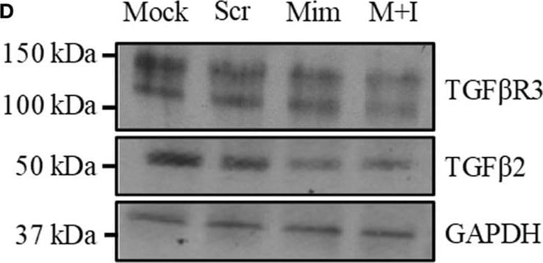 Detection of Mouse TGF-beta 2 by Western Blot