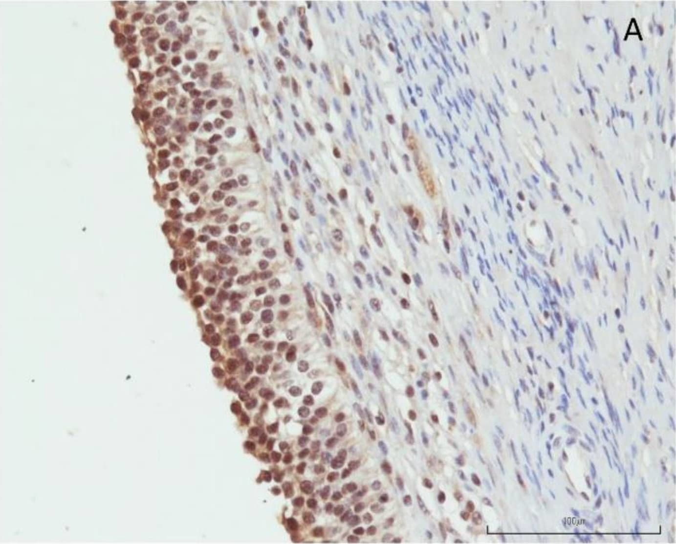 Detection of Porcine Orexin B/Hypocretin-2 by Immunohistochemistry