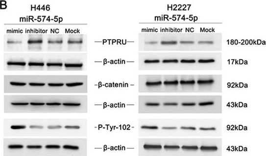 Detection of Human PTP pi/PTPRU by Western Blot