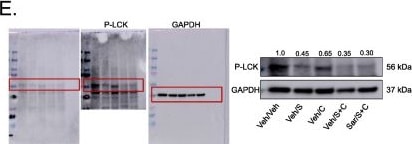 Detection of f2taqonjiwgimc7btuo5.jpg by Western Blot