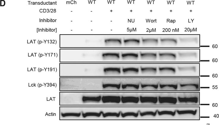 Detection of fmtslydn7u79t2logeav.jpg by Western Blot