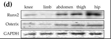 Detection of hnjgl2vqc1i12svqq0f5.jpg by Western Blot