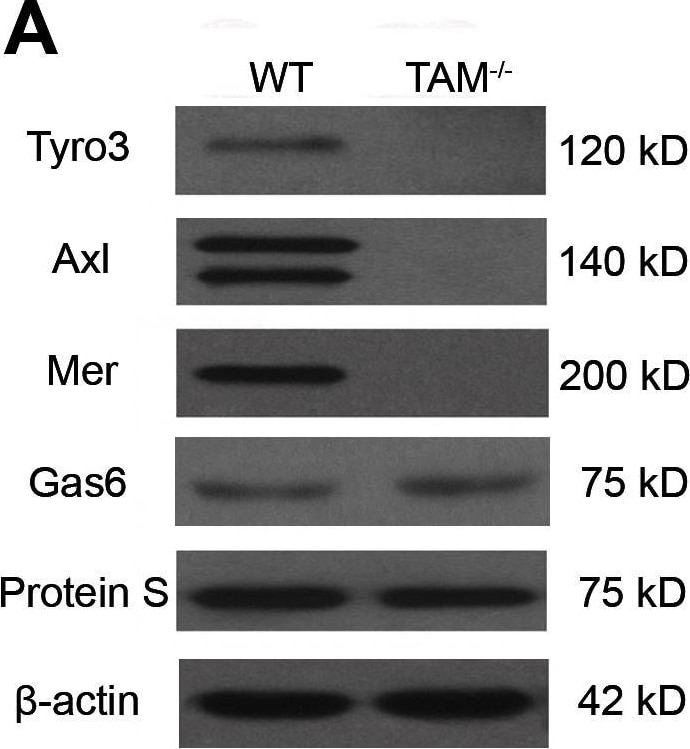 Detection of Mouse Dtk/TYRO3 by Western Blot