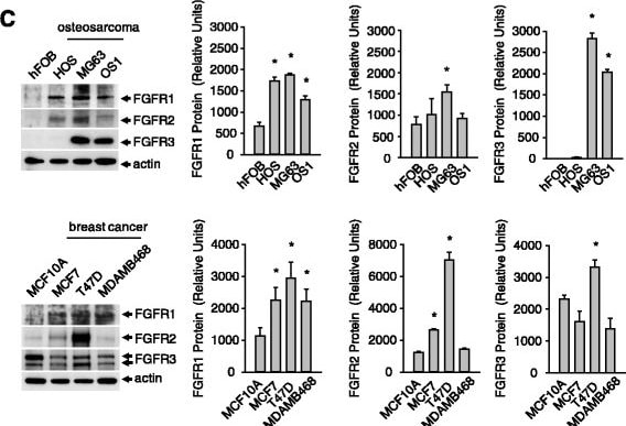 Detection of Human FGFR1 by Western Blot