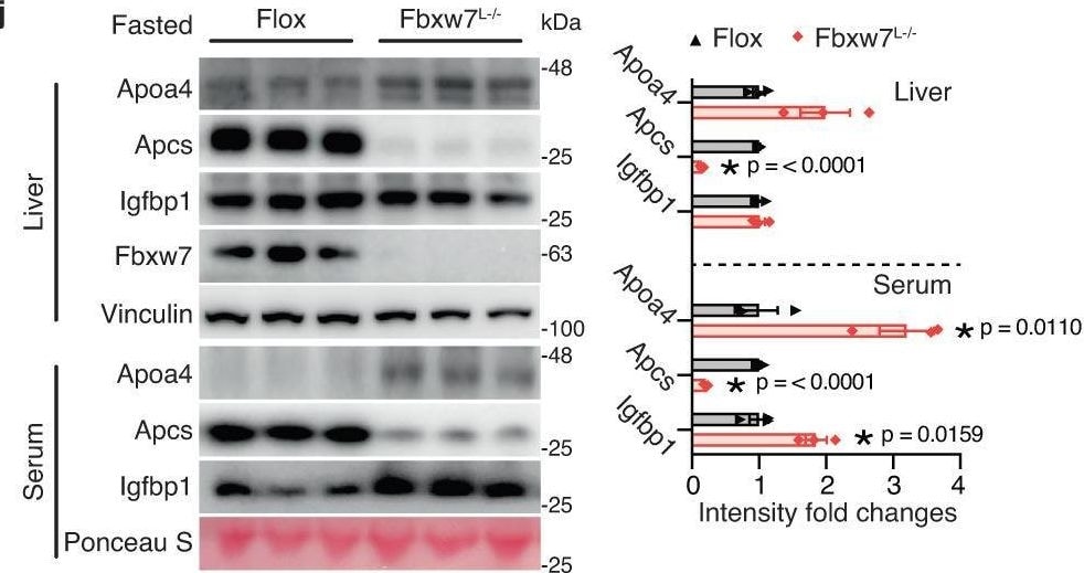 Detection of chnbnm42rnebvmhsgzk7.jpg by Western Blot