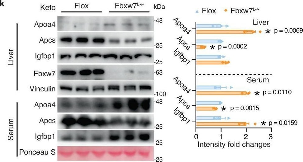 Detection of dc3bznwwrhaqf7tjfnjg.jpg by Western Blot