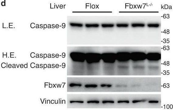 Detection of fjokjk3oovlorfd1ugop.jpg by Western Blot