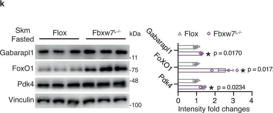 Detection of gvwkz0bvrq90q53w4i7u.jpg by Western Blot