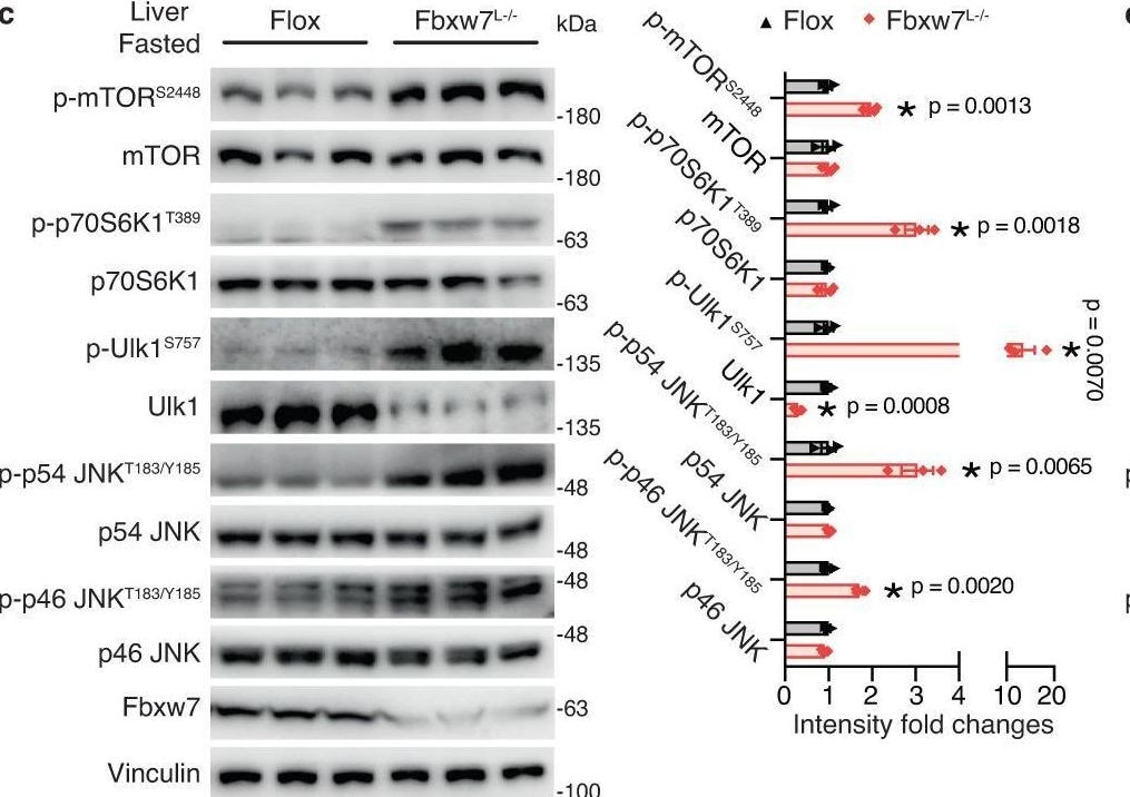 Detection of gvcvwhsw6d1cnxtclnyh.jpg by Western Blot