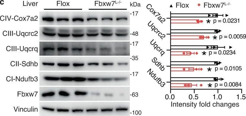 Detection of jrmf6dnfxb6gqxwd3az9.jpg by Western Blot