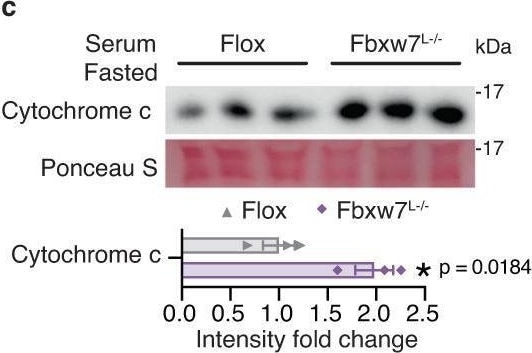 Detection of FBXW7/Cdc4 by Western Blot