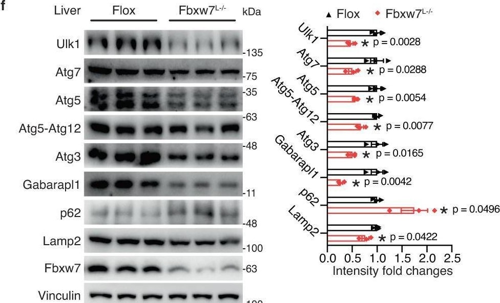Detection of FBXW7/Cdc4 by Western Blot