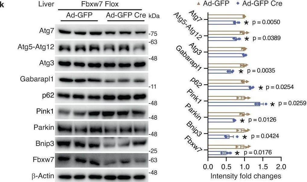Detection of FBXW7/Cdc4 by Western Blot