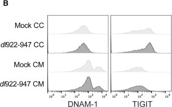 Detection of TIGIT by Flow Cytometry