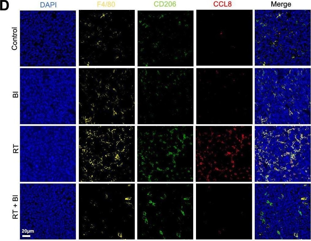 Detection of kcqkq4kkgurcpytqqrxf.jpg by Immunocytochemistry/ Immunofluorescence