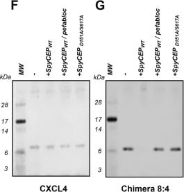 Detection of CXCL4/PF4 by Western Blot