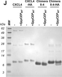 Detection of CXCL4/PF4 by Western Blot