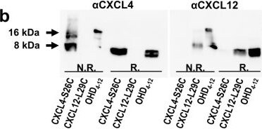 Detection of CXCL4/PF4 by Western Blot