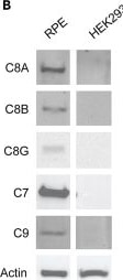 Detection of bjizl0bbottag9zqg7rj.jpg by Western Blot