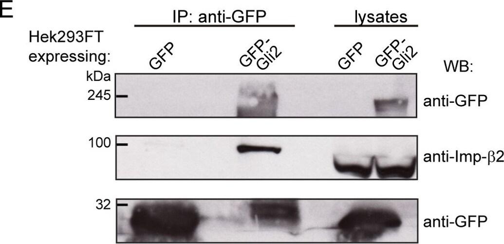 Detection of Human Importin beta/KPNB1 by Western Blot