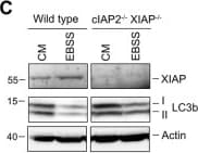 Detection of Mouse XIAP by Western Blot