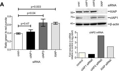 Detection of Mouse XIAP by Western Blot