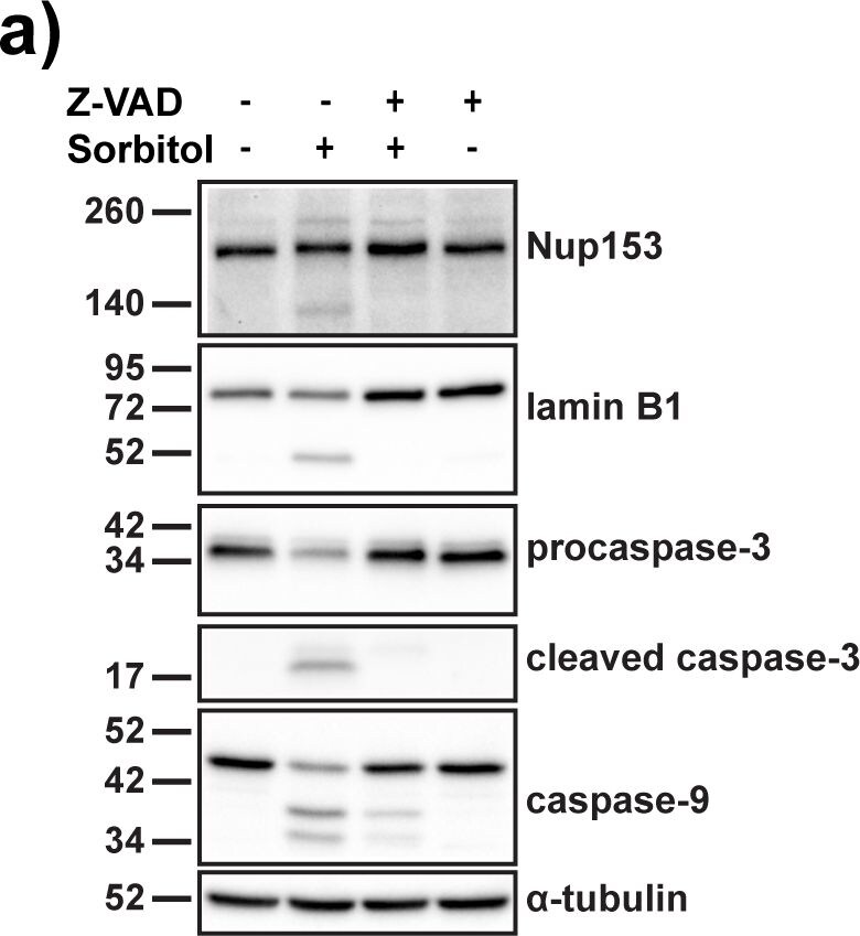 Detection of Human Human Caspase-9 Antibody by Western Blot