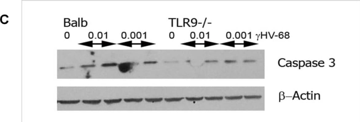 Detection of Mouse Human/Mouse Cleaved Caspase-3 (Asp175) Antibody by Western Blot