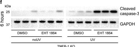 Detection of Mouse Caspase-3 by Western Blot