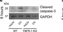 Detection of Mouse Caspase-3 by Western Blot