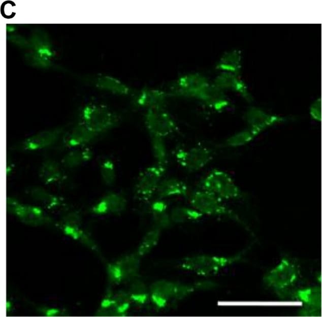 Detection of Human Caspase-3 by Immunocytochemistry/Immunofluorescence