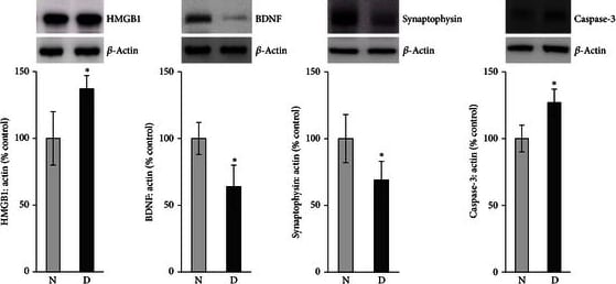 Detection of Rat Caspase-3 by Western Blot