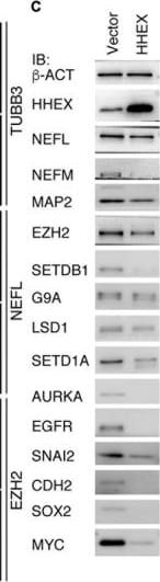 Detection of inkpsgf4a3xeawdwz7f9.jpg by Western Blot
