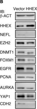 Detection of HHEX by Western Blot