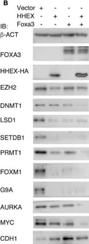 Detection of HHEX by Western Blot
